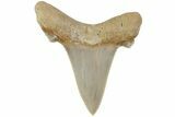 Serrated Sokolovi (Auriculatus) Shark Tooth - Dakhla, Morocco #225219-1